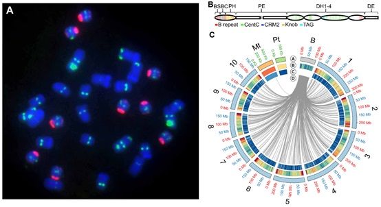 pnas:玉米b染色体基因组图谱和功能研究获进展